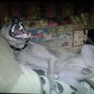 Jack Sterling Thai Ridgeback Dogs - Thai Ridgeback Dog puppy mill - Photo 1 - comment #1327711