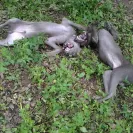 Jack Sterling Thai Ridgeback Dogs - Thai Ridgeback Dog puppy mill - Photo 1 - comment #1327715