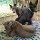 Jack Sterling Thai Ridgeback Dogs - Thai Ridgeback Dog puppy mill - Photo 2 - comment #1327715