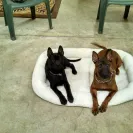 Jack Sterling Thai Ridgeback Dogs - Thai Ridgeback Dog puppy mill - Photo 1 - comment #1327729