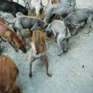 Jack Sterling Thai Ridgeback Dogs - Thai Ridgeback Dog puppy mill - Photo 1 - comment #663719