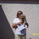 Showstopper Goldens - Fraudulent Dog Breeding - Photo 1 - update #887750
