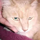 The Cat Doctor Thousand Oaks/Ventura - Incompetent idiots!!! - Photo 1 - comment #765679