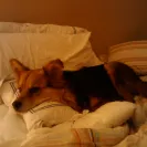 Banfield Pet Hospital - careless pet car - Photo 1 - comment #1060765