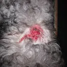 Frontline Plus for small dogs - Side effects - Photo 1 - comment #1615472