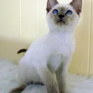 Amunra Cattery - careless breeder - Photo 1 - comment #648265