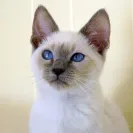 Amunra Cattery - careless breeder - Photo 2 - comment #648265