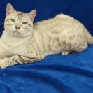 Amunra Cattery - careless breeder - Photo 1 - comment #651956