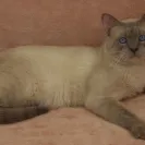 Amunra Cattery - careless breeder - Photo 2 - comment #651956