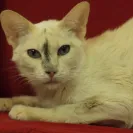 Amunra Cattery - careless breeder - Photo 3 - comment #651956