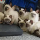 Amunra Cattery - careless breeder - Photo 4 - comment #651956