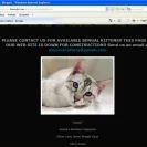 Amunra Cattery - careless breeder - Photo 6 - comment #651956