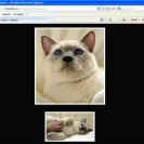 Amunra Cattery - careless breeder - Photo 7 - comment #651956