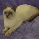 Amunra Cattery - careless breeder - Photo 1 - comment #651969