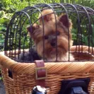 Elegant - puppy had parisites Geardia. breeder lied about  seveal things. - Photo 1 - comment #1417351
