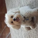 Elegant - puppy had parisites Geardia. breeder lied about  seveal things. - Photo 1 - comment #1629890