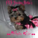 FCS Precious Yorkies - scam - Photo 1 - comment #1845771