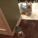 FCS Precious Yorkies - scam - Photo 2 - comment #1845771