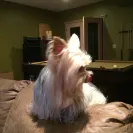 FCS Precious Yorkies - scam - Photo 3 - comment #1845771
