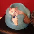 Ragdoll Cats - Sells sick cat / doesn't honor contract / deceptive - Photo 1 - comment #1436723
