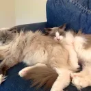 Ragdoll Cats - Sells sick cat / doesn't honor contract / deceptive - Photo 1 - comment #1465844