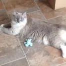 Ragdoll Cats - Sells sick cat / doesn't honor contract / deceptive - Photo 1 - comment #1754031