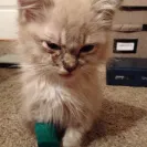Ragdoll Cats - Sells sick cat / doesn't honor contract / deceptive - Photo 1 - comment #1811882