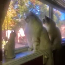 Ragdoll Cats - Sells sick cat / doesn't honor contract / deceptive - Photo 1 - comment #2021844