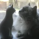 Ragdoll Cats - Sells sick cat / doesn't honor contract / deceptive - Photo 2 - comment #2021844