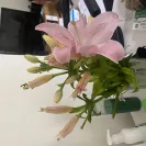 Woolworths - girls who work there behave as if they are doing you a favor - Photo 2 - comment #2530631