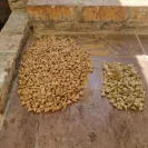 Montego Feeds - Expensive dog food - Photo 2 - comment #2540754