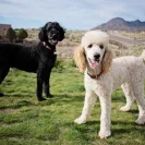 Adopt-a-Pet.com - Buying as opposed to adopting - Photo 1 - comment #2400226