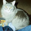 Dr. Ron's Animal Hospital & Emergency - rude staff - Photo 1 - comment #784021