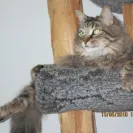 Great American pet Photo Contest - Scam Contest - Photo 1 - comment #1054003