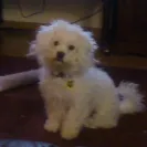 Pampered Pups - Puppy Mill/Poor Breeding - Photo 1 - comment #1305588