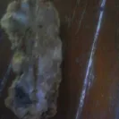 Everpet - Dog food possible bad - Photo 1 - comment #1663537