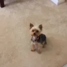 Banfield Pet Hospital - my dog's dental cleaning - Photo 1 - comment #1885797
