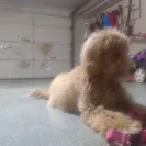 Kabeara Kennels - Beware! - Photo 1 - comment #2497214