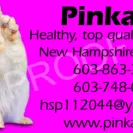 FIP Cat Breeders/Catteries - Do not buy from them! - Photo 1 - comment #2236460
