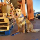 David Baron - Superdog - SCAM ALERT - David Baron - Sacramento Dog Trainer - Superdog - Photo 17 - comment #2348844