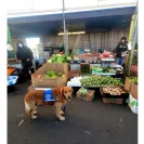 David Baron - Superdog - SCAM ALERT - David Baron - Sacramento Dog Trainer - Superdog - Photo 4 - comment #2348844