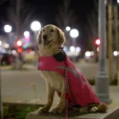 David Baron - Superdog - SCAM ALERT - David Baron - Sacramento Dog Trainer - Superdog - Photo 20 - comment #2348844