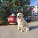 David Baron - Superdog - SCAM ALERT - David Baron - Sacramento Dog Trainer - Superdog - Photo 21 - comment #2348844