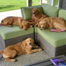 David Baron - Superdog - SCAM ALERT - David Baron - Sacramento Dog Trainer - Superdog - Photo 8 - comment #2348844
