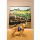 David Baron - Superdog - SCAM ALERT - David Baron - Sacramento Dog Trainer - Superdog - Photo 27 - comment #2348844