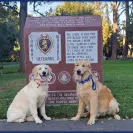 David Baron - Superdog - SCAM ALERT - David Baron - Sacramento Dog Trainer - Superdog - Photo 11 - comment #2348844