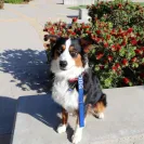 David Baron - Superdog - SCAM ALERT - David Baron - Sacramento Dog Trainer - Superdog - Photo 31 - comment #2348844