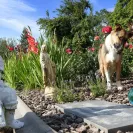 David Baron - Superdog - SCAM ALERT - David Baron - Sacramento Dog Trainer - Superdog - Photo 10 - comment #2348844