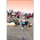 David Baron - Superdog - SCAM ALERT - David Baron - Sacramento Dog Trainer - Superdog - Photo 30 - comment #2348844