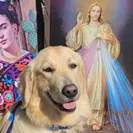 David Baron - Superdog - SCAM ALERT - David Baron - Sacramento Dog Trainer - Superdog - Photo 1 - comment #2348846